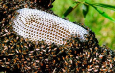 4 cách nhận biết mật ong RỪNG và mật ong NUÔI