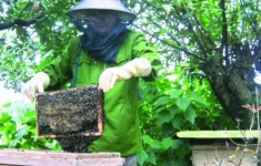 Kiến có ăn mật ong rừng không? 