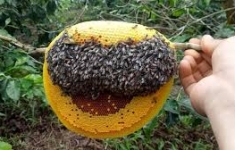 Mật ong bị ĐEN có sử dụng được không?