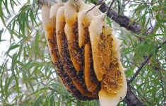 Mật ong rừng 