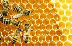 Nha đam mật ong và rượu vừa trị bệnh vừa làm đẹp