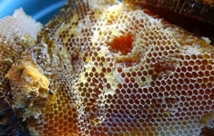 Nhận biết mật ong hoa cà phê